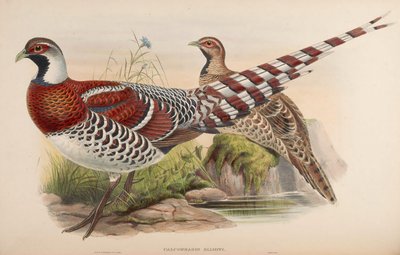 Calophasis ellioti = Syrmaticus ellioti 作： John Gould